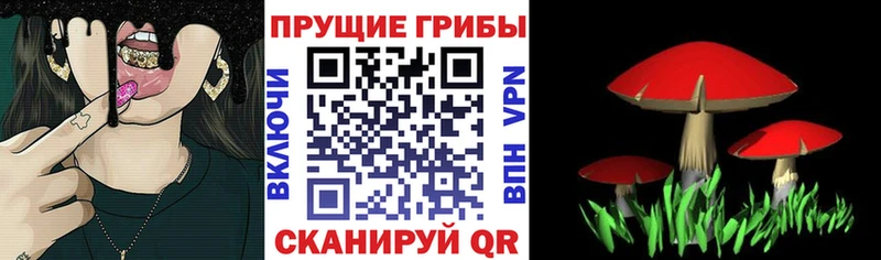 кракен ссылки  Балтийск  Псилоцибиновые грибы MAGIC MUSHROOMS 